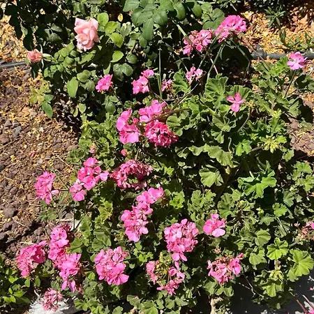 Nyaraló Sea View Maisonette On Coastal Road, Zíji